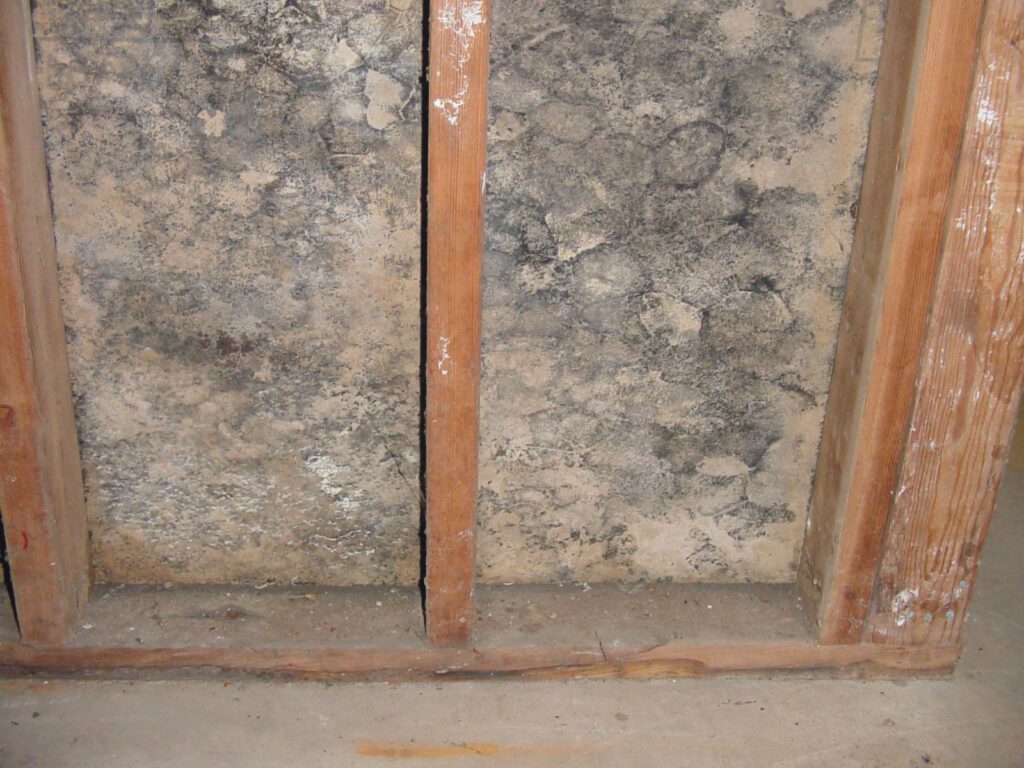 Mold-behind-exposed-wall image