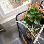 Flowers on an interior cart.